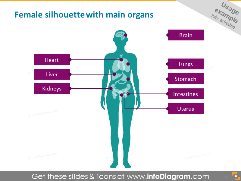 Infographics Human Body Parts Organ Medical Male Female 